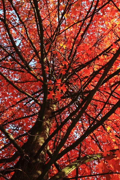 Цветной осенний лес — стоковое фото