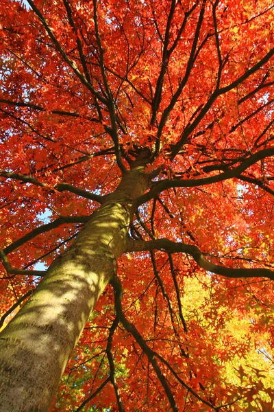 Colore foresta autunno — Foto Stock