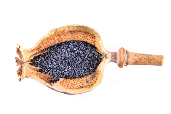 Poppy head and seeds — Stock Photo, Image