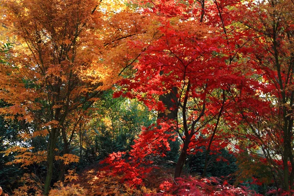 Colore foresta autunno — Foto Stock