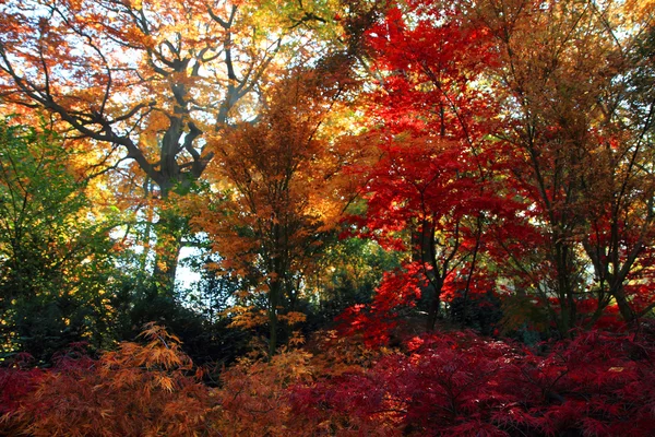 Cor floresta de outono — Fotografia de Stock