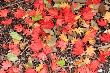 sonbahar yaprakları arka plan