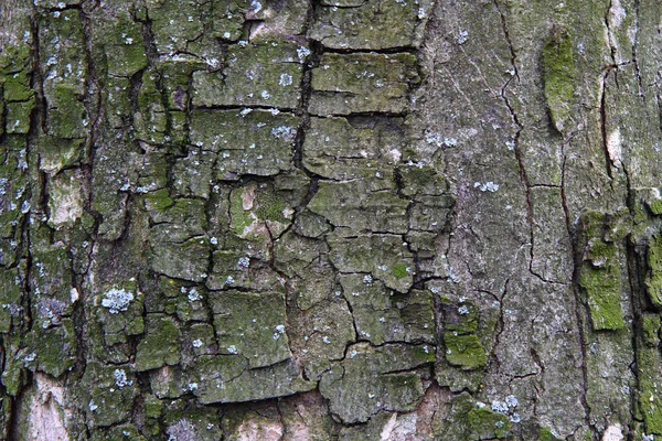 어두운 나무 껍질 질감 — 스톡 사진