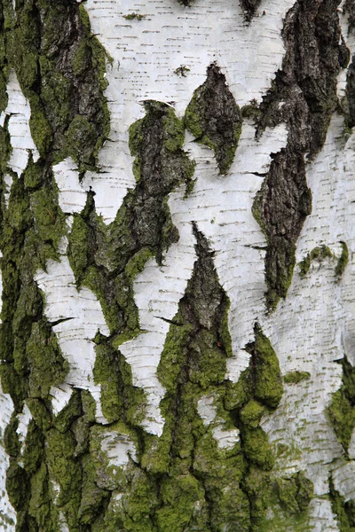 Betulla struttura corteccia — Foto Stock