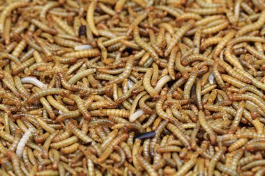 balıkçılık için formlar