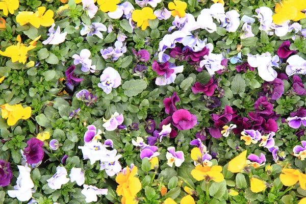 Fresh color pansies flowers — Stock Photo, Image