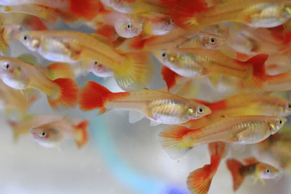 Guppy-Fische im Hintergrund — Stockfoto