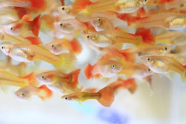 Guppy-Fische im Hintergrund — Stockfoto