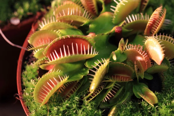 Detail van de vleesetende plant — Stockfoto