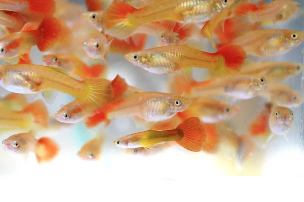 Guppy-Fische im Hintergrund — Stockfoto