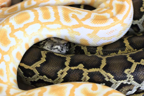 Black and white snake — Stock Photo, Image