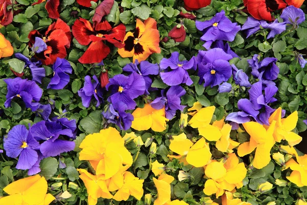 Taze renk hercai menekşe çiçek — Stok fotoğraf