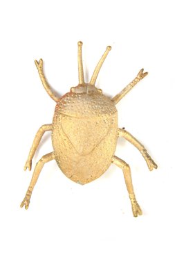 güzel altın böcek 