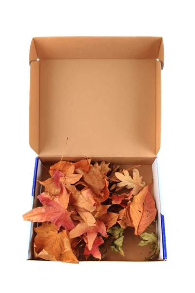 Feuilles de couleur abstraites dans la boîte — Photo