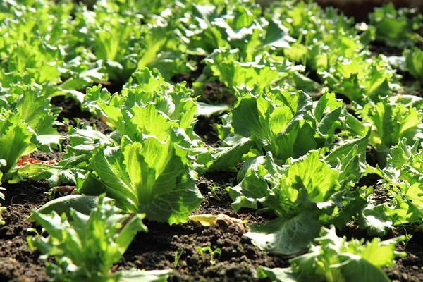 Fresh green lettuce — Stock Photo, Image