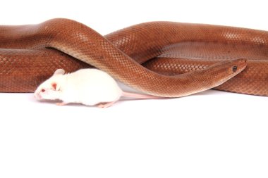 Rainbow boa yılanı ve onun arkadaşı fare