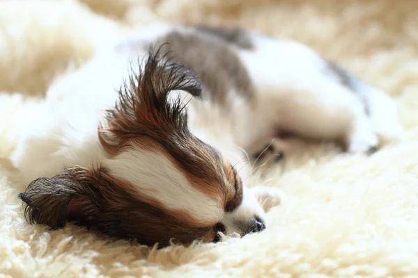 8 hafta Chihuahua köpek yavrusu uyuyor — Stok fotoğraf