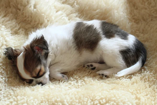 8 týdnů čivava štěně spí — Stock fotografie