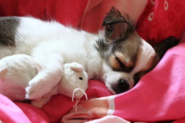 Longwoolled chihuahua hvalp sover med sin mus - Stock-foto