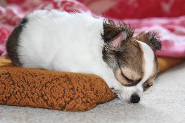 Cachorro chihuahua de lana larga durmiendo — Foto de Stock