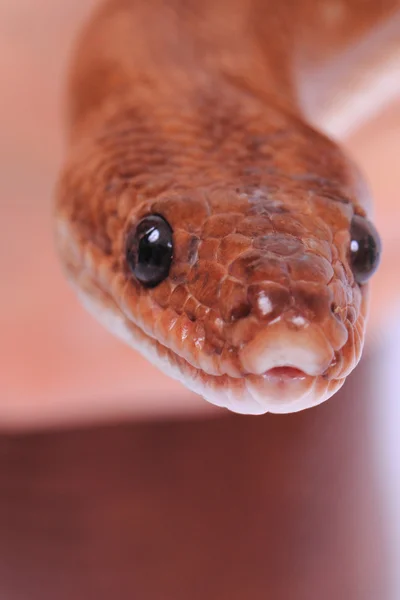 Rainbow boa snake — Stock Photo, Image