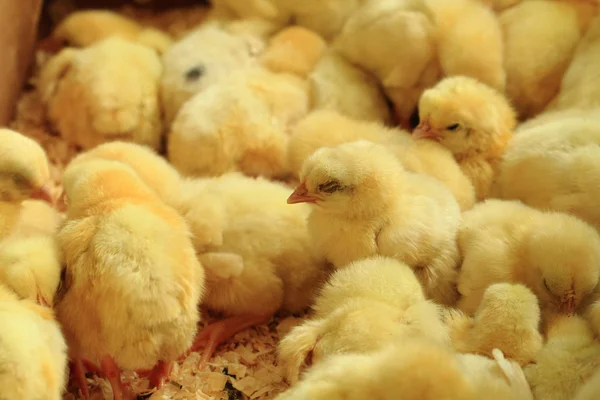 Small yellow chickens — Stock Photo, Image