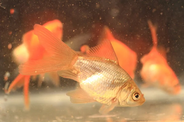 Piccoli pesci rossi giovani — Foto Stock