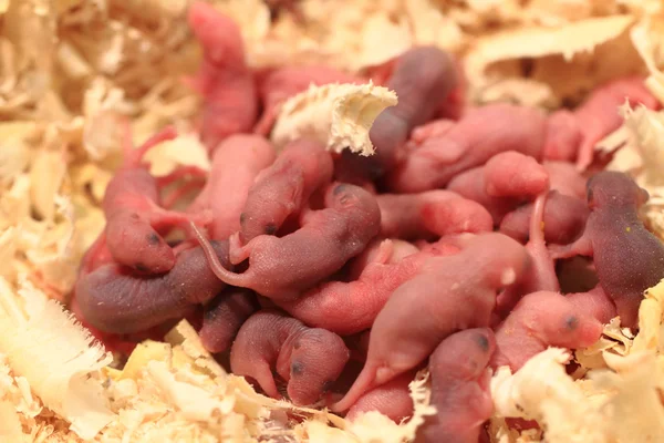 Pequenos ratos recém-nascidos — Fotografia de Stock