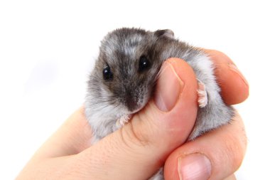 insan elinin dzungarian hamster