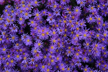 mor çiçekler arka plan