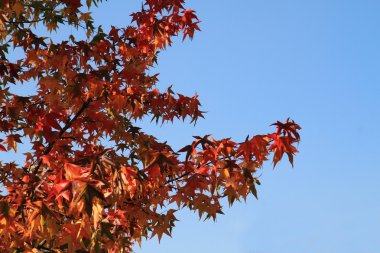 sonbahar yaprakları ve mavi gökyüzü