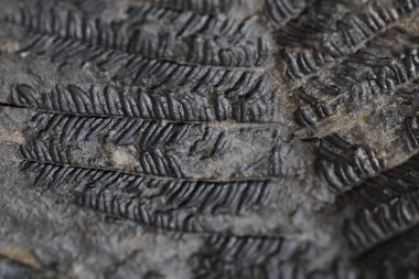 Eski fern fosil