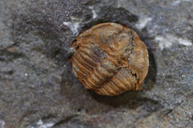 trilobite fosil arka plan