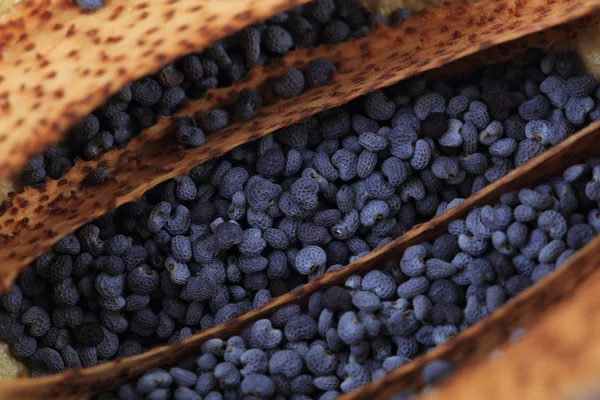 Textura de semillas de amapola —  Fotos de Stock