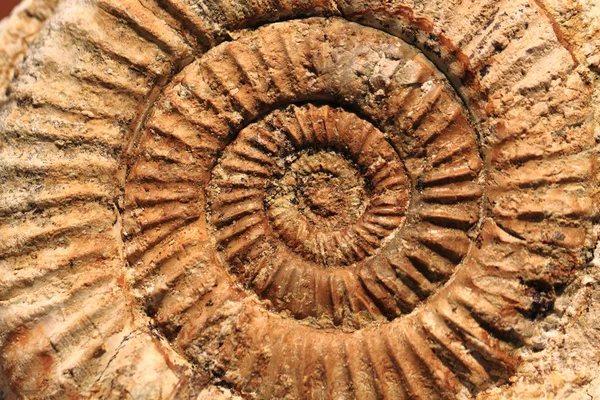 Tło skamieniałe Amonity — Zdjęcie stockowe