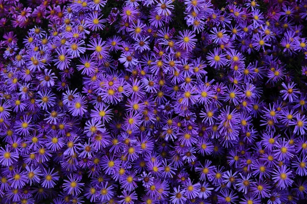 Violette Blumen Hintergrund — Stockfoto