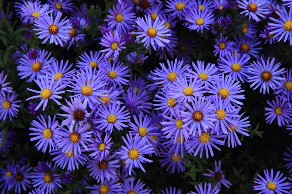 Фон пурпурні та сині квіти — стокове фото