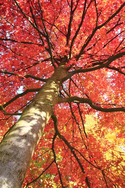 Hojas de otoño fondo —  Fotos de Stock