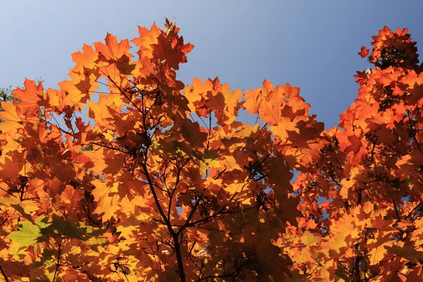 Hojas de otoño y cielo azul —  Fotos de Stock