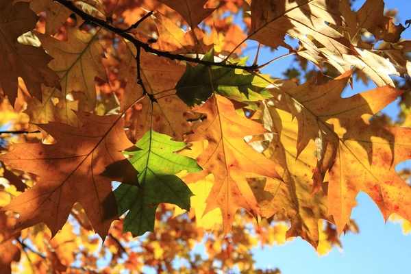 Hojas de otoño y cielo azul —  Fotos de Stock