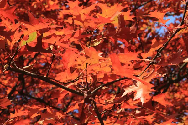 Hojas de otoño fondo —  Fotos de Stock