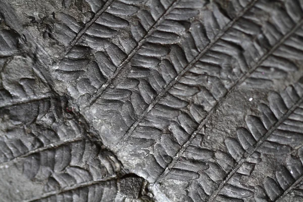 Oude fern fossiele — Stockfoto