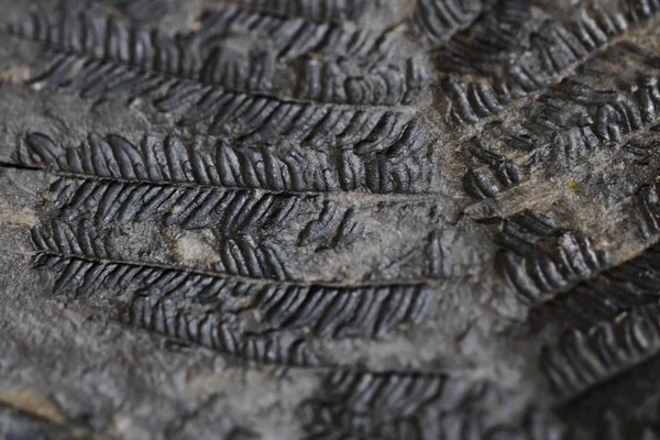 Old fern fossil — Stock Photo, Image
