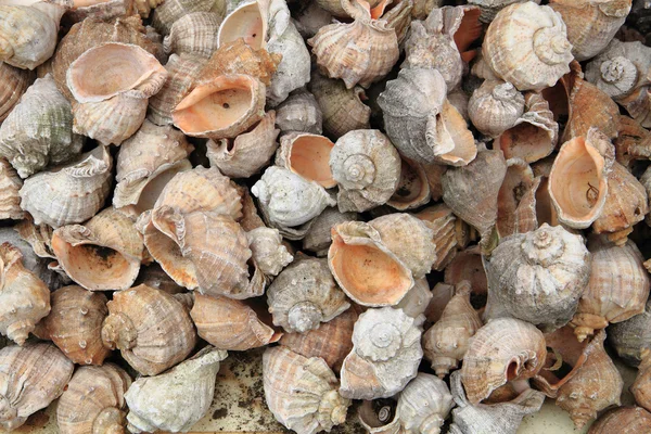 Conchas de mar bulgaras —  Fotos de Stock