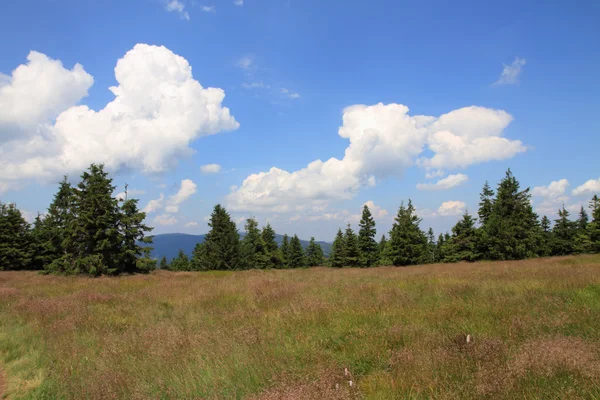 Jeseniky bergen natur — Stockfoto