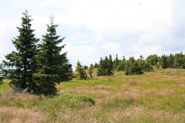 Jeseniky bergen natur — Stockfoto