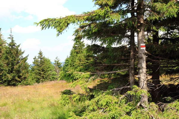 Jeseniky bergen natur — Stockfoto