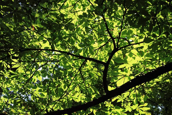 Castanha árvore fundo — Fotografia de Stock