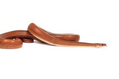 Rainbow boa yılanı