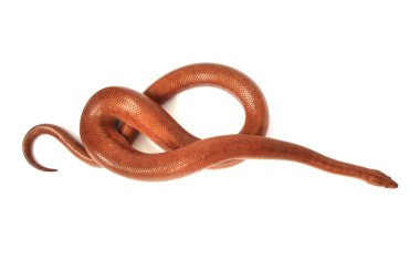 Rainbow boa yılanı